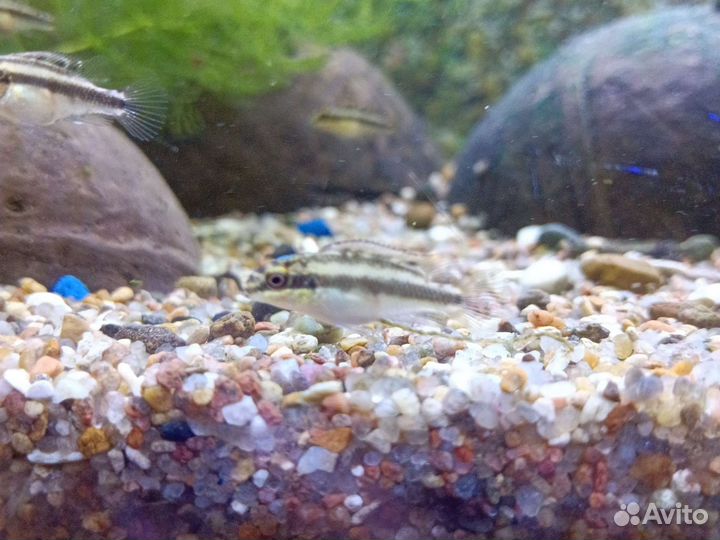 Рыбки Пульхеры