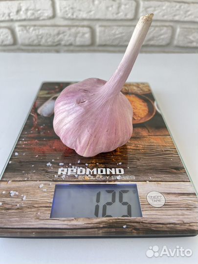 Чеснок Любаша на посадку