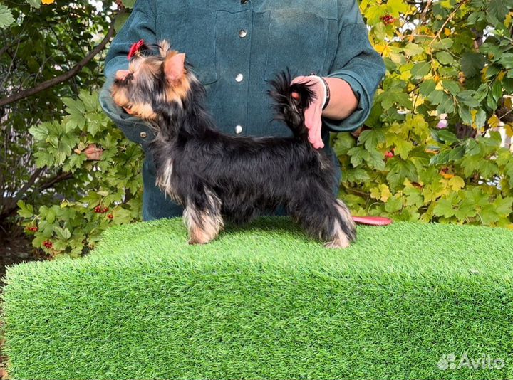 Йоркширский терьер