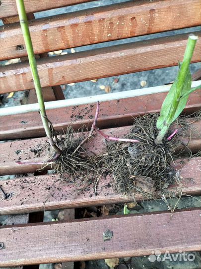 Золотарник