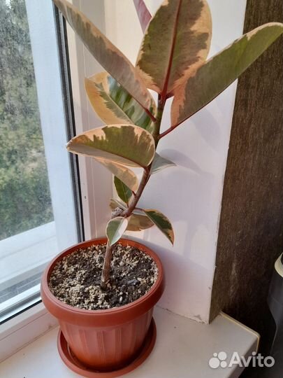 Фикусы Эластика