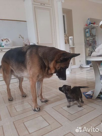 Щенки от мамы овчарки в дар