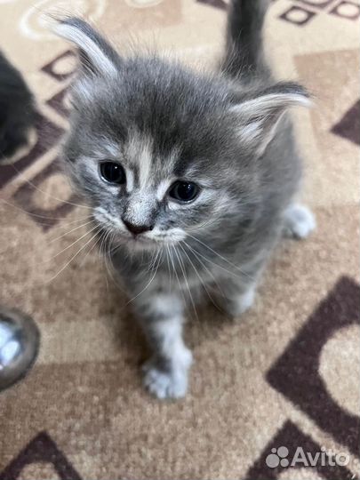 Котята бесплатно