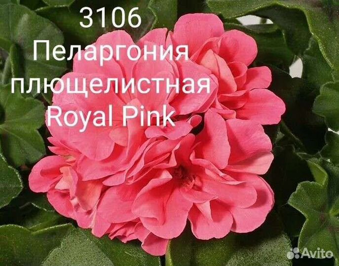 Пеларгония герань плющелистная