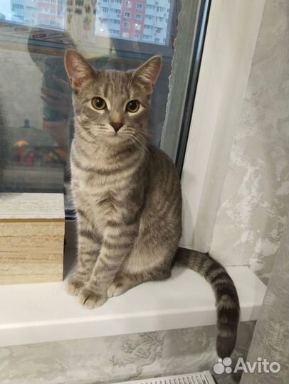 Кошка кот