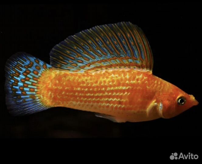 Велифера Оранж