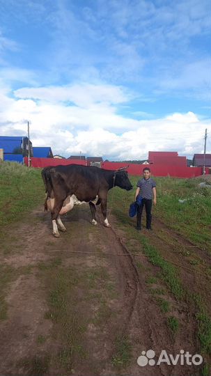Корова дойная с теленком Голштинская порода