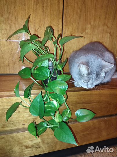 Цветок за сахар по Королеву привезу