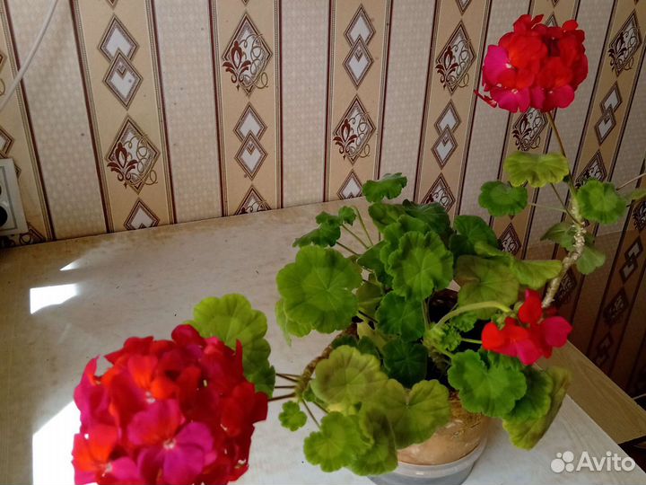 Пеларгония герань