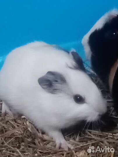 Морские свинки