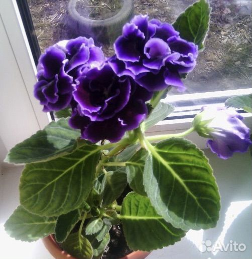 Глоксиния цветущая