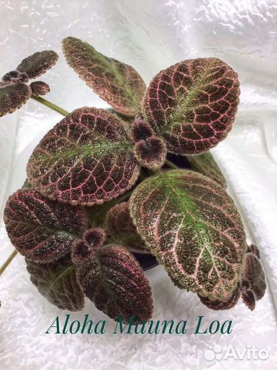 Эписция детки-3