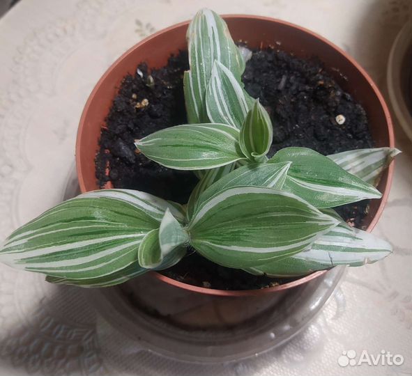 Крассула толстянка