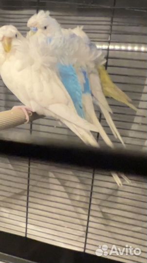 Птенцы волнистый попугай хагоморо