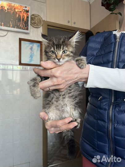 Котенок Пушок