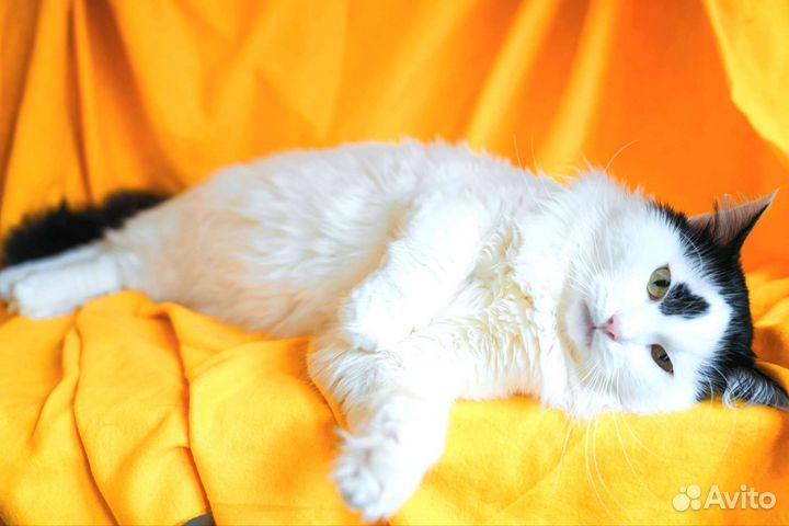 Снежок турецкий ван