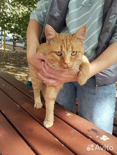 Солнечный рыжий котик в добрые руки