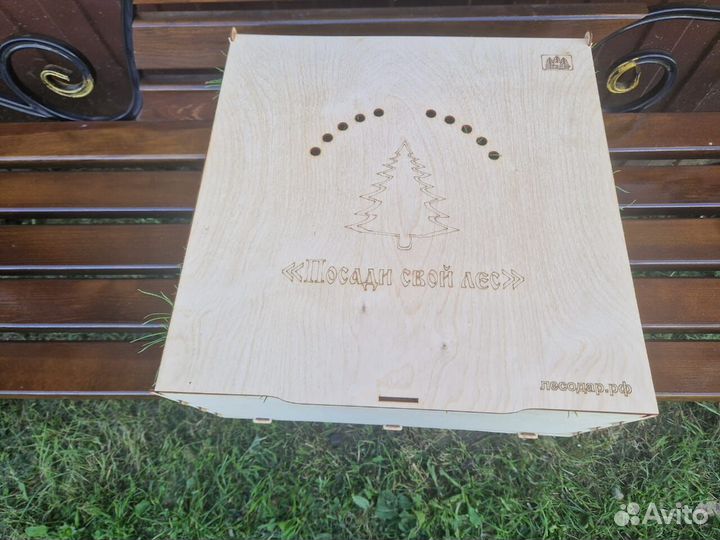 Сеянцы ели европейской зкс в розницу