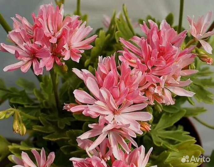 Пеларгония герань