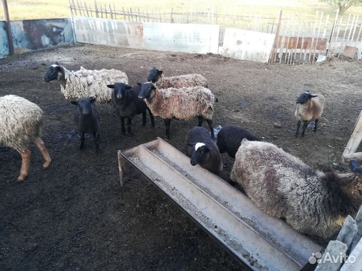 Бараны романовской породы