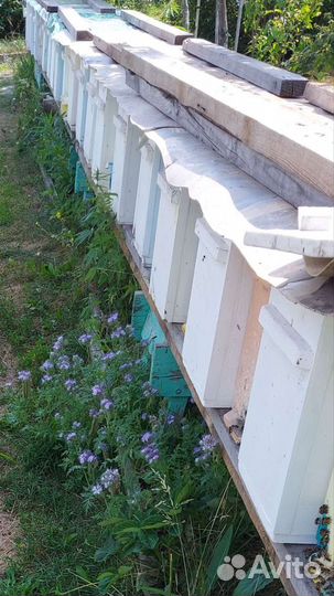 Матки Пчёлы Пчелопакеты