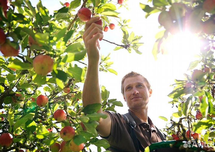 Вахта Сборщик яблок