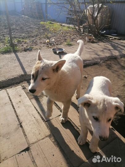 Щенки в добрые руки