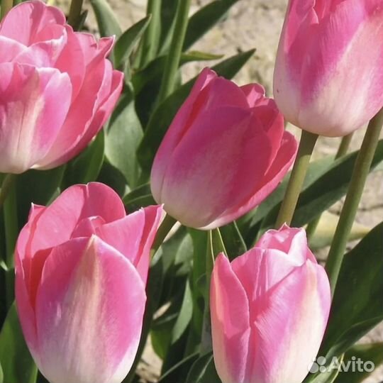 Тюльпаны к 8 марта оптом