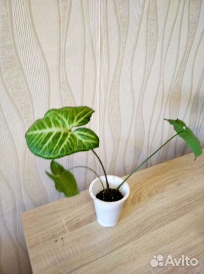 Сансевиерия сингониум моранта