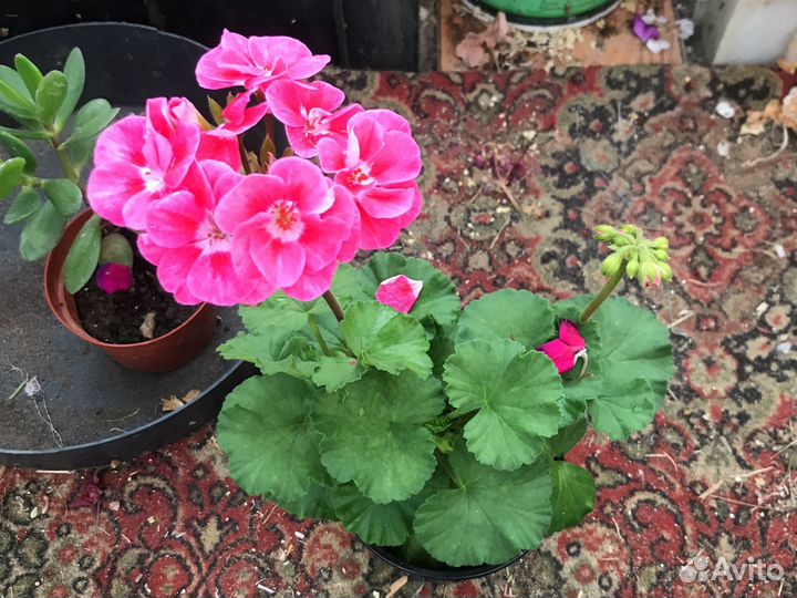 Пеларгония герань