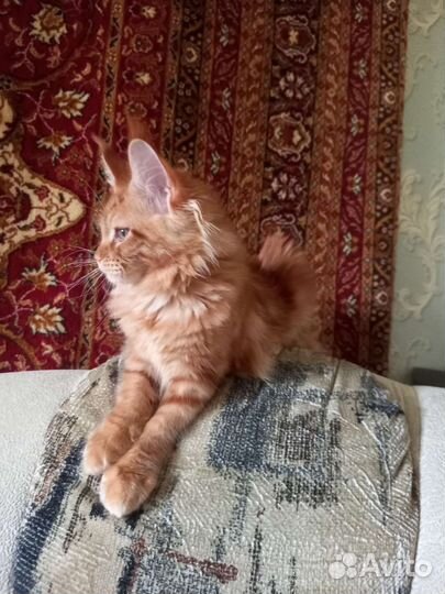 Котята мейн-кун