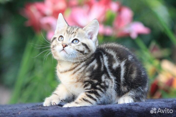 Манчкин лонг в добрые руки