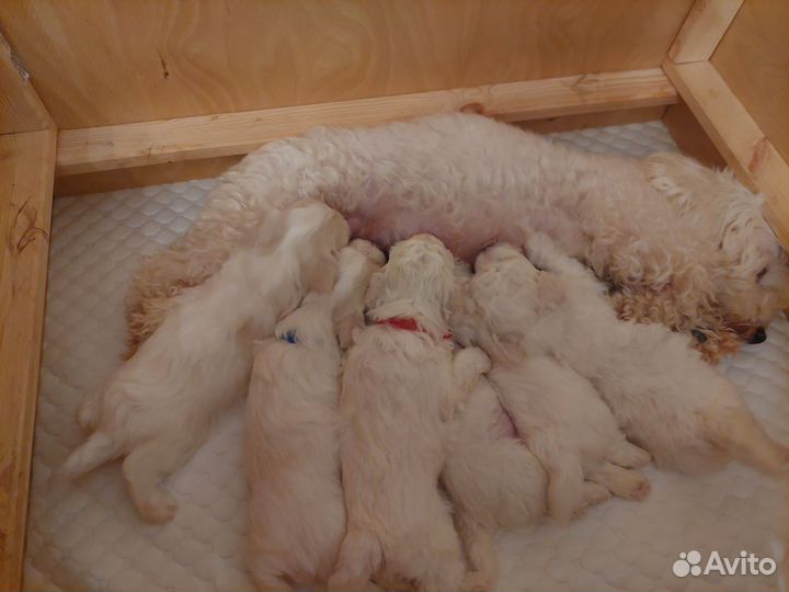 Щенки бишон фризе