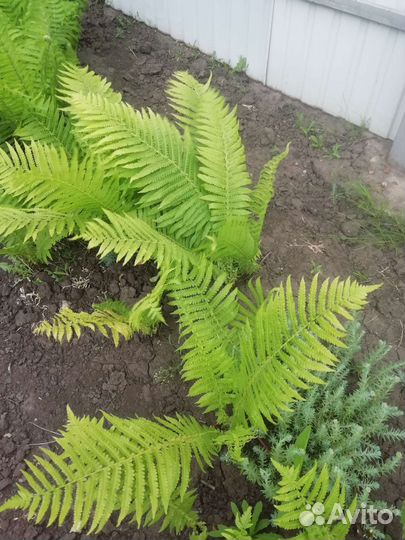 Папоротник садовый