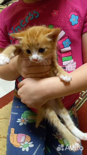 Отдам котят