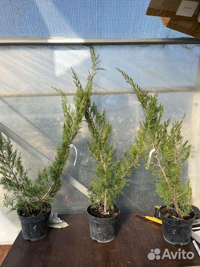 Можжевельник Кайзука