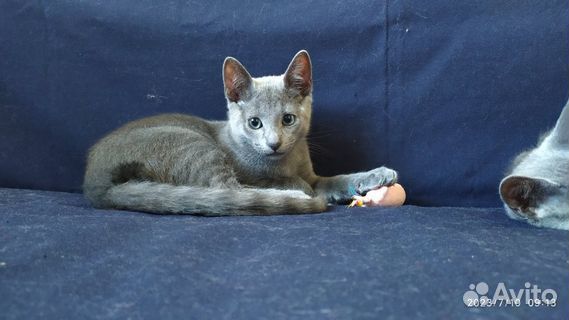 Котëнок в добрые руки