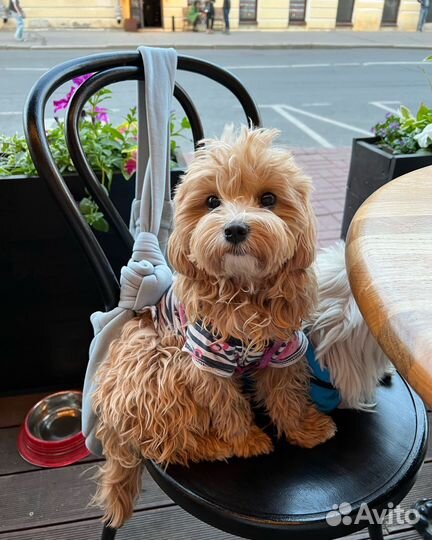 Вязка собак Мальтипу