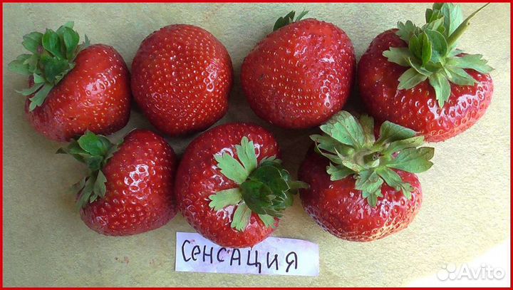 Рассада Клубники