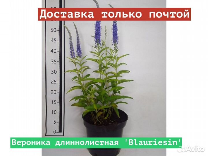 Вероника длиннолистная Blauriesin