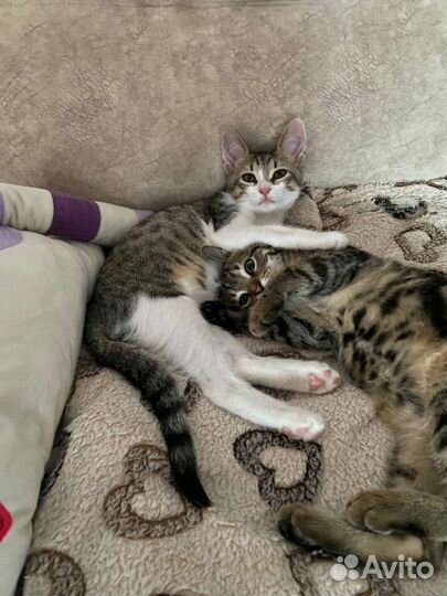 Котенок девочка в дар