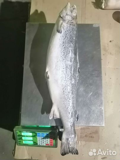 Сёмга, Форель, Кижуч, Кета