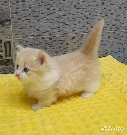 Чудо-котята манчкинята