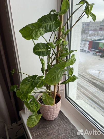 Продам цветы