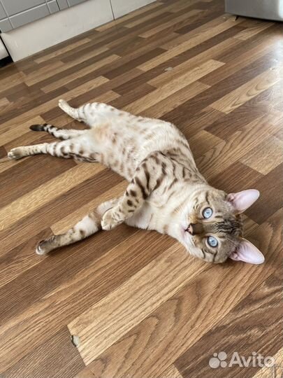 Бенгальский снежный кот на вязку