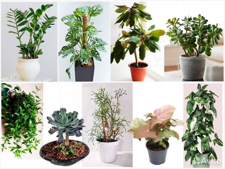 Цветы горшечные разные Обновлено апрель Цены от