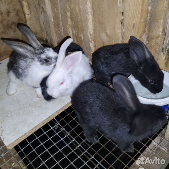 Кролики мясных пород