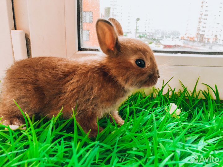 Мини карликовый кролик