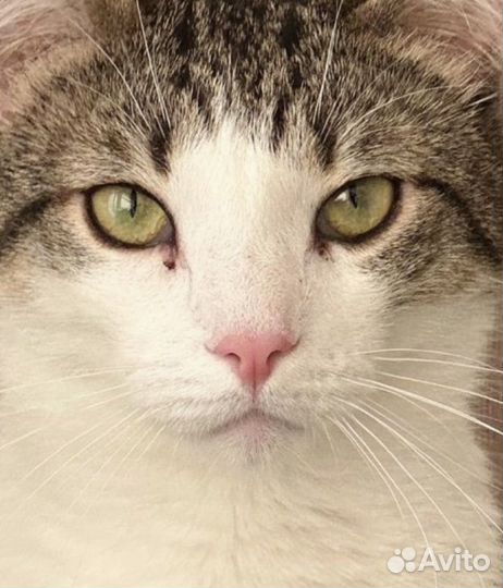 Молодой кот в дом