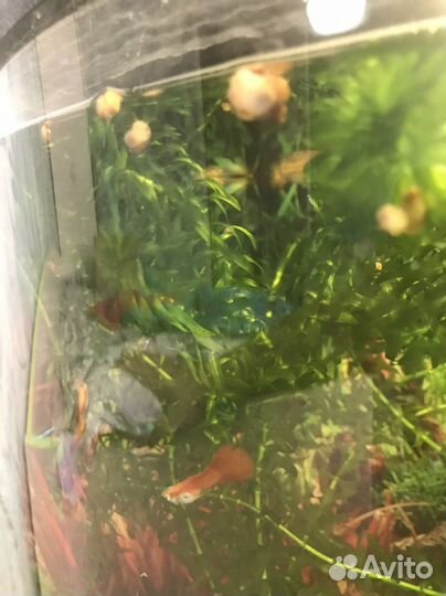 Улитки в аквариум